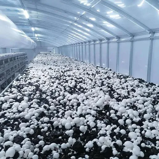 mushroom farm boiler selection guide