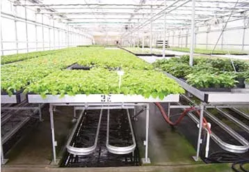 What Type Of Hot Water Boiler Is Best Suited For Greenhouse Cultivation?