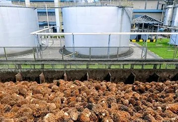 Guide to Selecting Biomass Boilers for Palm Oil Mills: Scientific Configuration of Production Capacity and Parameters